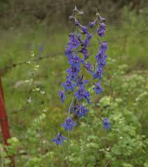 Image result for Delphinium leroyi