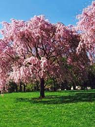 These gorgeous trees usher in the new season around the world, but have you ever wondered why cherry blossom trees are so popular and widespread? Cherry Blossom Tree The Tree Center