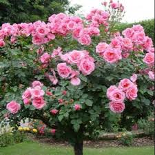 Okesthanks to my cousin yang amik gambar setiap hantaran sayatak teringat langsung nak snap gambar hantaransebab kalut betol time majlis tual maklum la. Bibit Bunga Camelia Warna Ping Lazada Indonesia