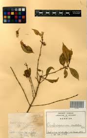 Image result for Craterispermum