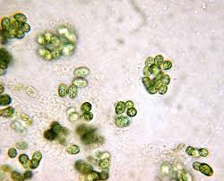 Image result for Scleria globonux