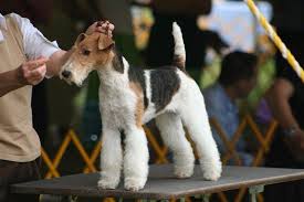 The wire fox terrier sheds little and is a good breed for those with allergies. Wire Fox Terrier Complete Guide Info Pictures Care More Pet Keen
