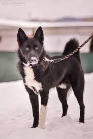 Image result for karelský medvědí pes