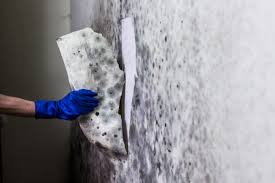 Markt testet sechs produkte an einer stark mit schimmel befallenen wand: Schimmel In Der Wohnung Gefahr Fur Die Gesundheit Mit Welchen Hausmitteln Lasst Er Sich Entfernen We Love Nature Magazine