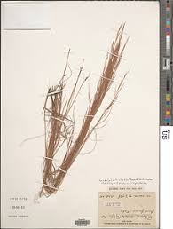 Image result for Anadelphia