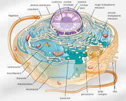 Eukaryotic cell structures, functions & diagrams. 3 4 Unique Characteristics Of Eukaryotic Cells Microbiology Openstax Eukaryotic Cell Cell Diagram Animal Cell