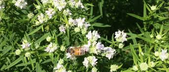 Things to do in boston, maine vacations, things to do in new hampshire, things to do in rhode island and more. Native Prairie Garden University Of New England In Maine