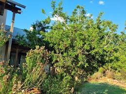 Image result for Schotia afra