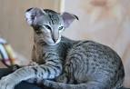 Oriental Short Hair Cat Breed Profile | Petfinder