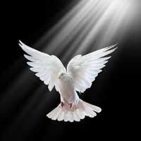El Espiritu De Poder Hacerlo En Nosotros Devocionales Cristianos Sitio Oficial Espiritu Santo Paloma Paloma De La Paz Imagenes De Palomas Blancas