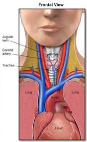 Center illustration shows muscles, veins, nerves and arteries of the. External Carotid Artery Anatomy Branches Study Com