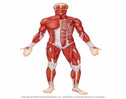 This muscle diagram is interactive: Muscles Of The Anterior Surface Of The Body