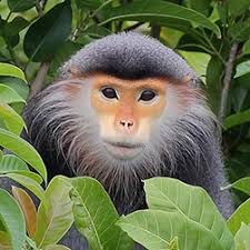 Image result for Pycreus nitidus