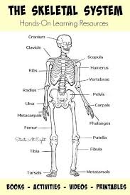 8 3rd Grade Skeletal System Worksheets Skeletal System Activities Human Body Activities Skeletal System Worksheet