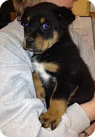 Find a rottweiler on gumtree, the #1 site for dogs & puppies for sale classifieds ads in the uk. Lagrange Ky Rottweiler Meet Sampson A Pet For Adoption