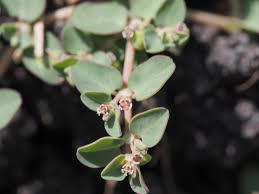 Image result for Euphorbia serpens