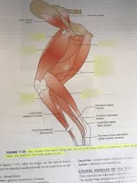 Originates from the medial surface of the fibular shaft. Deep Muscles Of The Lateral Left Leg Diagram Quizlet