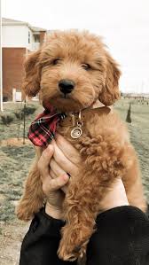 Über 7 millionen englischsprachige bücher. F1 Goldendoodle Goldendoodle Puppy Mini Goldendoodle Red Goldendoodle Wavy Coat Puppy Goldendoodle Puppy Mini Goldendoodle Puppies Goldendoodle Miniature