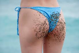 Female anatomy includes the external genitals, or the vulva, and the internal reproductive organs. Small Stones And Sand On Woman Body And Bikini At Beach Stockphoto