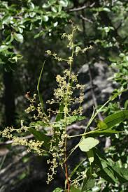 Image result for Searsia leptodictya