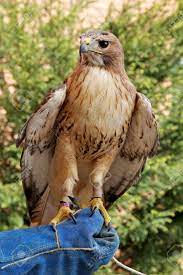 See more of the chickenhawk on facebook. Bird Of Prey Red Tailed Hawk Known In The United States As Chickenhawk Stock Photo Picture And Royalty Free Image Image 57193318