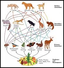 Well, for starters, a food chain is a series of interconnected feeding relationships among different species in an ecosystem. Function Of Ecosystem Food Chain Food Web Study Wrap