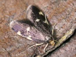 Image result for Telechrysis tripuncta