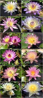 Tropical Waterlily In Thailand 2016 Collection Water Lilies Beautiful Flowers Water Lily
