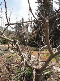 Maybe you would like to learn more about one of these? The Complete Guide To Pruning Fruit Trees Lady Lee S Home