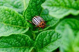 Maybe you would like to learn more about one of these? 3 Secrets To Stop Garden Pests Naturally How To Keep Plants Bug Free
