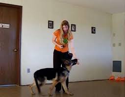 Maybe you would like to learn more about one of these? How To Stop A German Shepherd Puppy From Biting With Video Of 6 Bite Inhibition Games Pethelpful