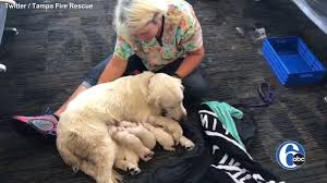 Don't be surprised if they've made friends with everyone around you. Service Dog Gives Birth To Puppies In Tampa International Airport Abc11 Raleigh Durham