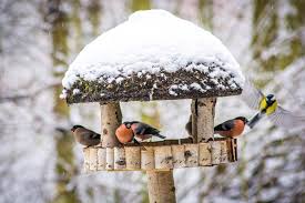 Größe 20x14x30,5cm es kann gerne noch ein spruch, name, datum mit. Vogelfutterhaus Richtig Aufstellen Das Mussen Sie Alles Beachten