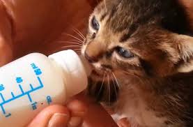 Untuk memenuhi nutrisinya, makanan kucing atau cat food dari berbagai merk banyak bermunculan. Kucing Mogok Makan Ini Penyebab Dan Cara Membuat Agar Kucing Mau Makan