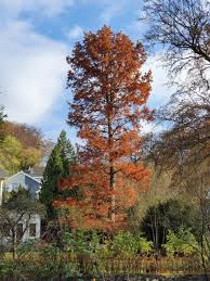An der privatschule ist den schülerinnen und schülern derzeit freigestellt, ob sie zum präsenzunterricht kommen, oder zu hause bleiben. Bald Cypress In The Garden Of Villa Feldhoff In Velbert Langenberg North Rhine Westphalia Germany