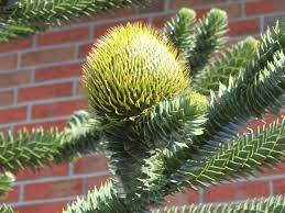 Die chilenische schmucktanne ist eine der ältesten pflanzen der erde. Chilenische Schmucktanne Andentanne Araucaria Araucana Baumschule Horstmann