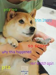 Pin By Sarah Hines On I Lol D Doge Meme Doge Funny Animals