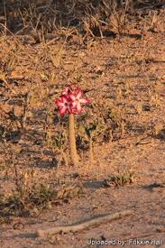 Image result for Adenium multiflorum