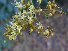 Image result for Dialium guineense