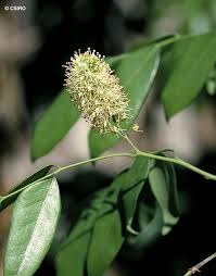 Image result for Crudia