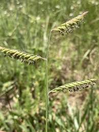 Image result for Moorochloa eruciformis