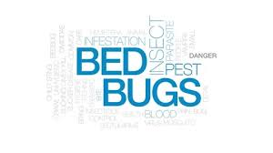 bed bug stock fooe royalty free