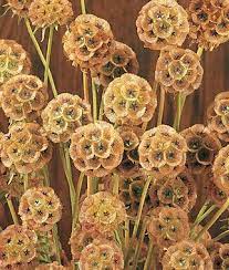 Pin On Flowers Are My Passion