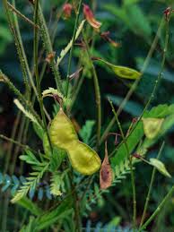 Image result for Aeschynomene mimosifolia