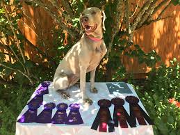 Great savings & free delivery / collection on many items. Champion Willow Owyheestar Weimaraner S News