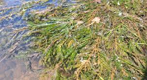Image result for Potamogeton crispus