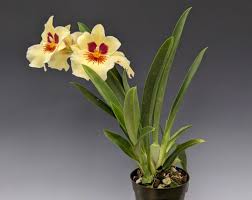 Image result for Mimulopsis solmsii