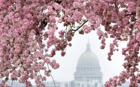 Order your favorite flowering trees now from tyty nursery before its too late for planting. Just Ask Us When Can I Expect My Seasonal Pollen Allergies To Start To Flare Up Just Ask Us Madison Com