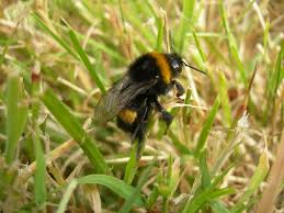 Image result for Bombus terrestris