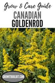 Goldenrod Facts Id Grow Care Guide Goldenrod Native Plant Gardening Herbaceous Perennials
